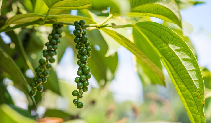 Black pepper plant