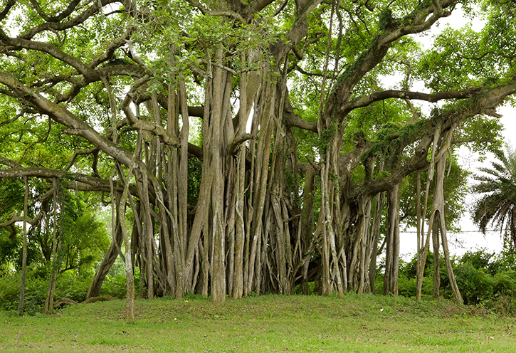 How To Grow Chinese Banyan Bonsai Tree