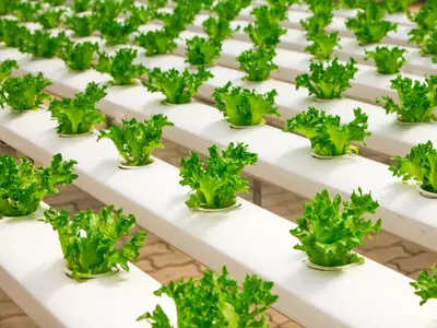 How Dubai's Innovation-First Approach Is Changing The Landscape Of Food Technology