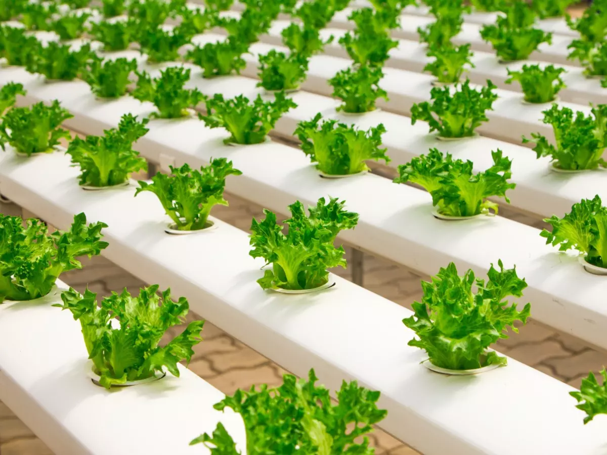 How Dubai's Innovation-First Approach Is Changing The Landscape Of Food Technology How Dubai's Innovation-First Approach Is Changing The Landscape Of Food Technology