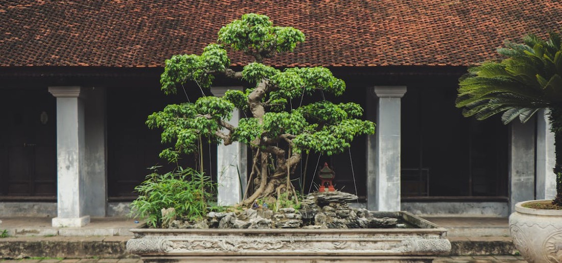 How To Grow Ficus Benjamina Bonsai Tree