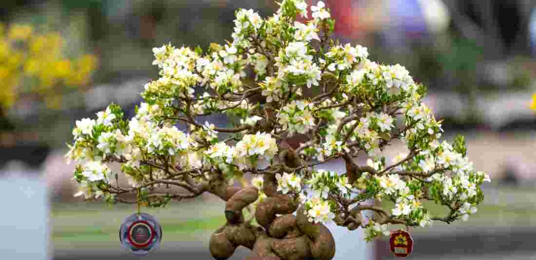 Adenium Bonsai Tree