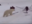 Man Fights Off Polar Bears, Viral Video