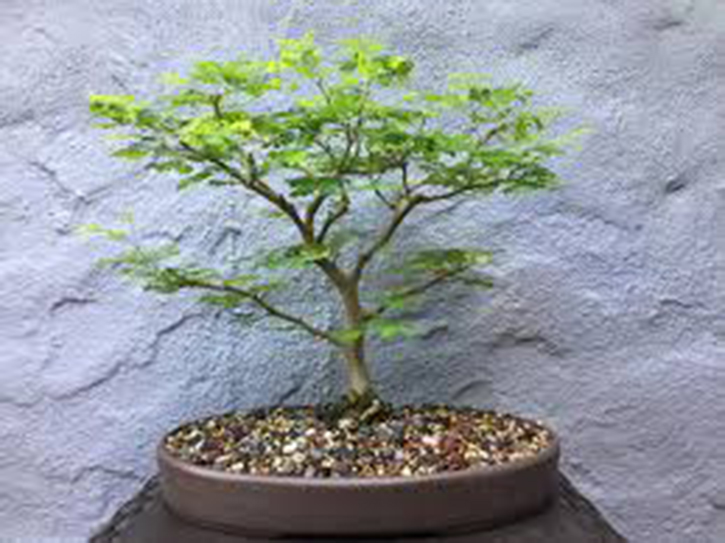 How to grow Brazilian Rain Tree