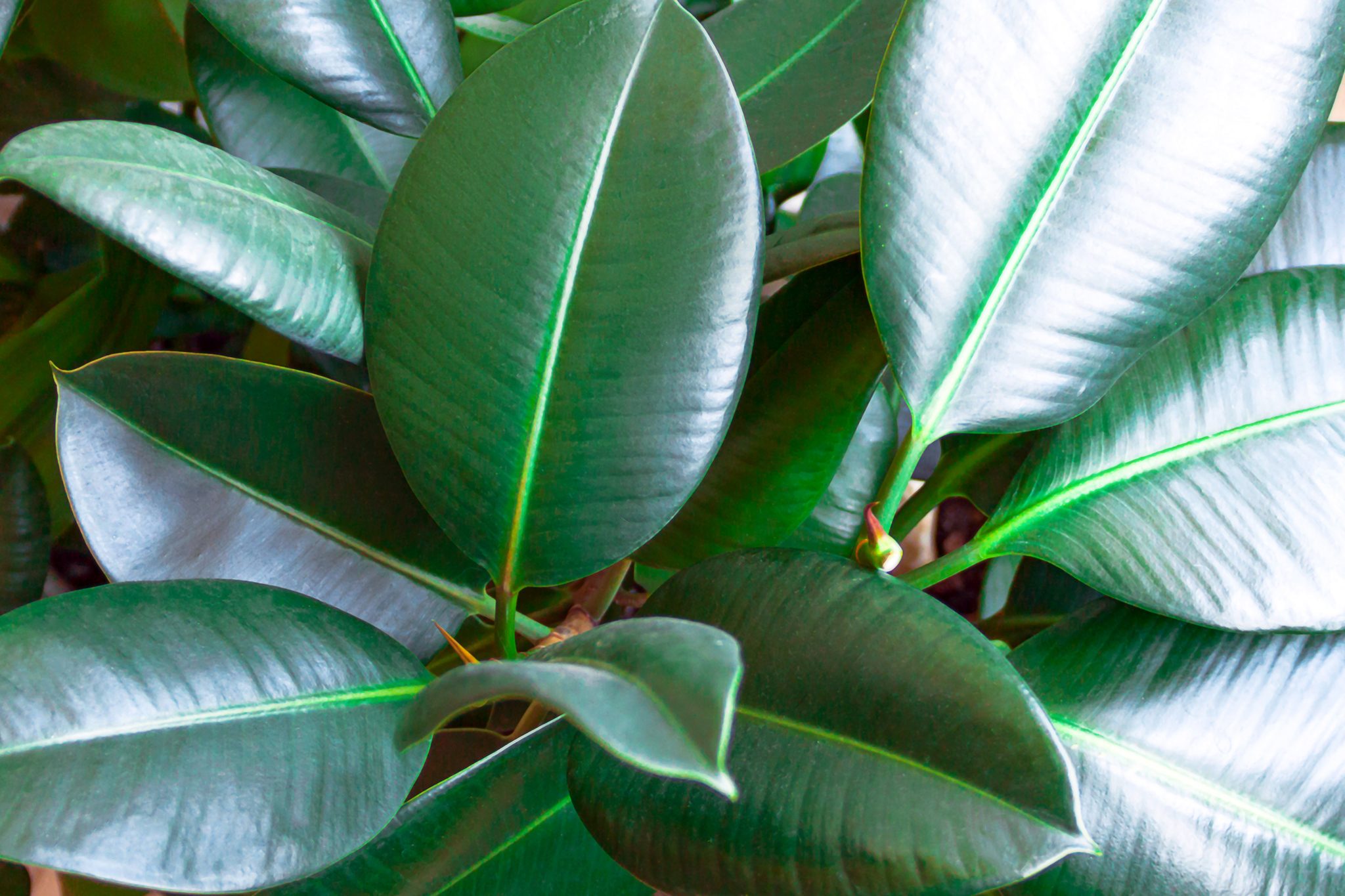 Rubber Plant