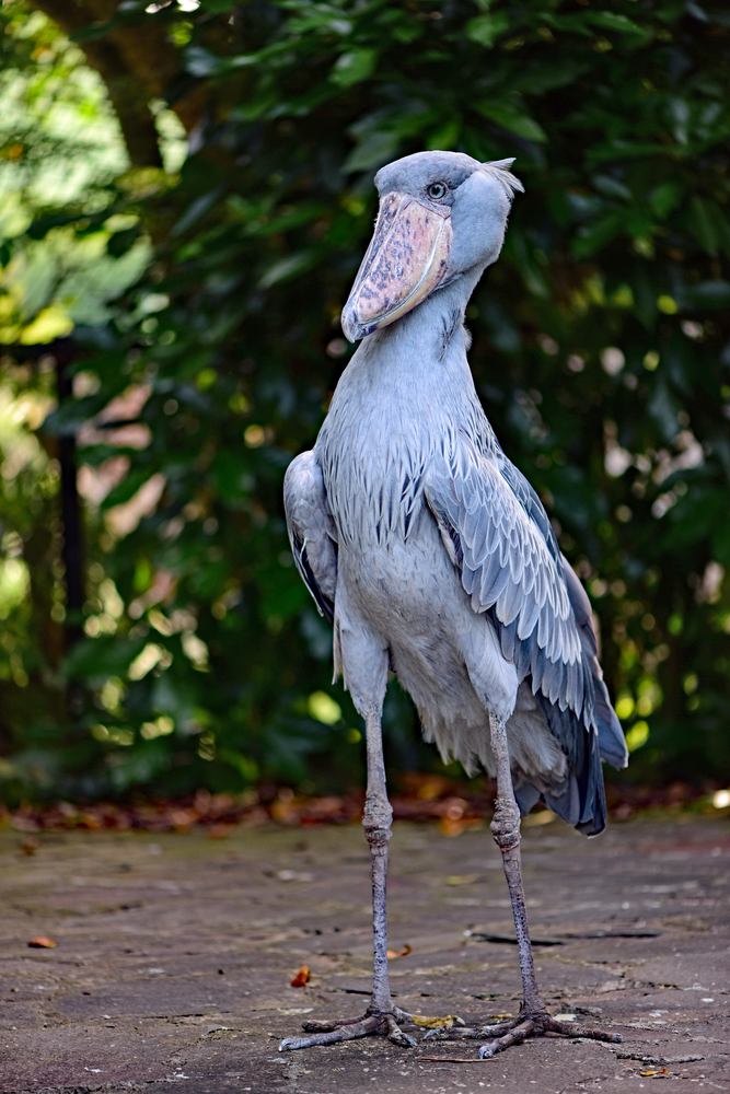 shoebill