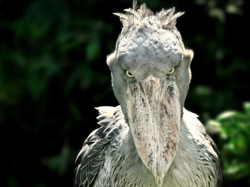 shoebill