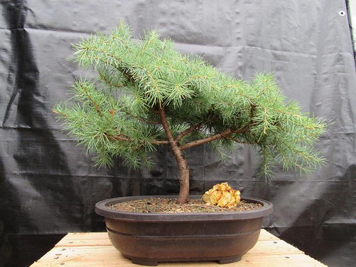 How to grow Cedar Bonsai Tree