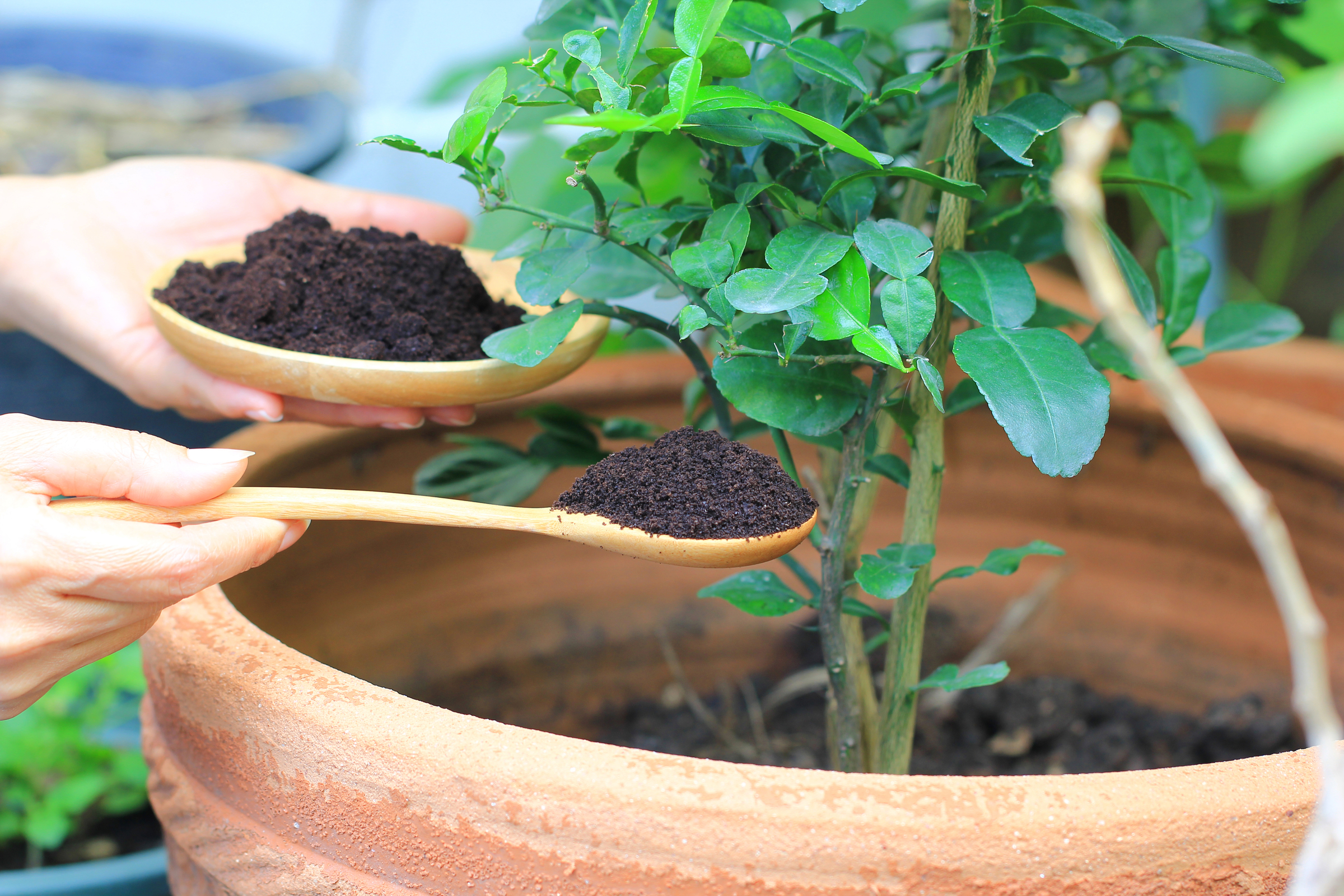 How to us Coffee for gardening