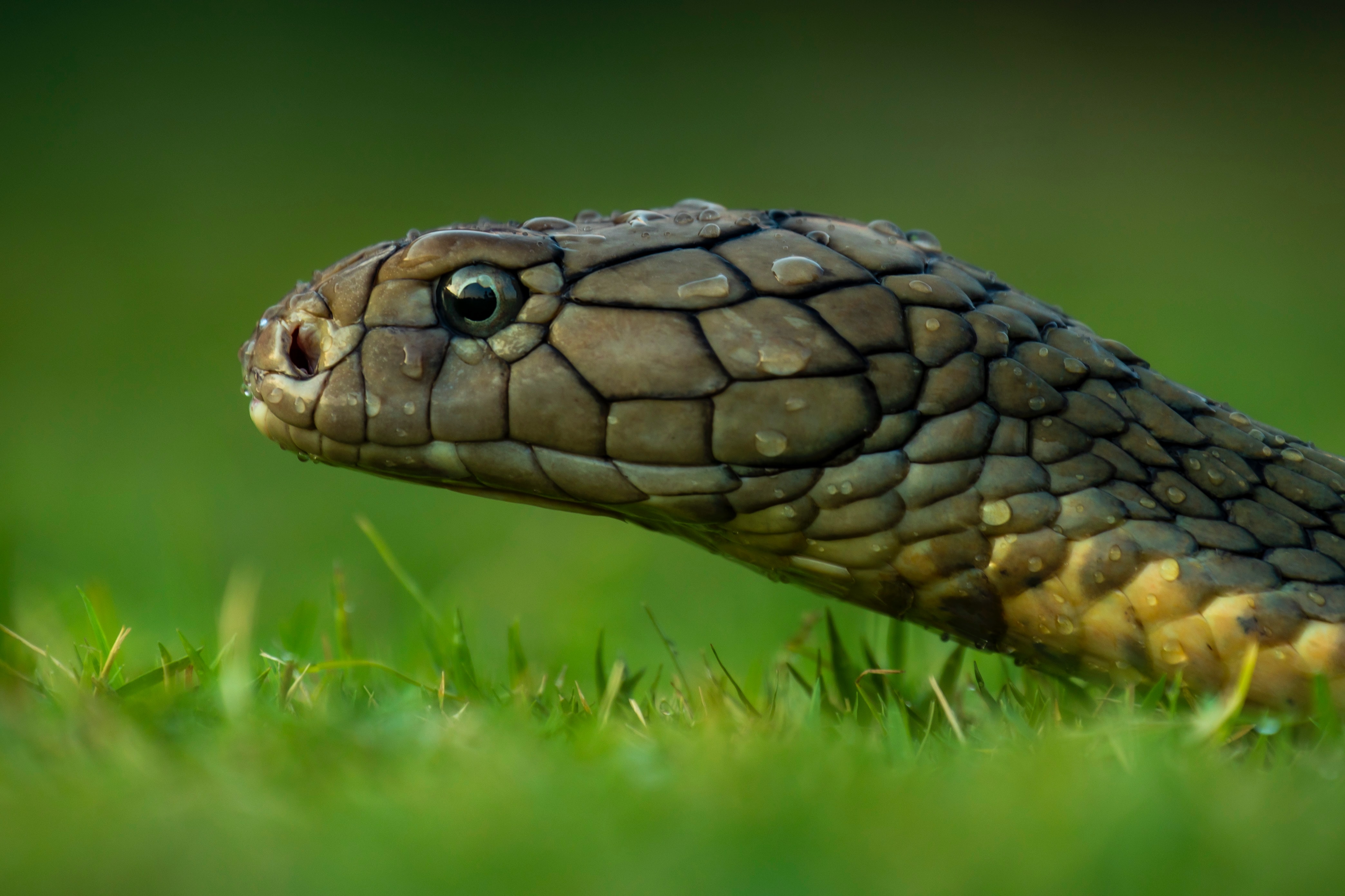 Snake on a plane: Highly venomous cobra found under pilot's seat, World  News