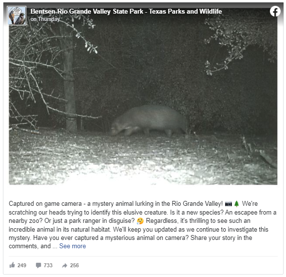 Forest Officials Left Baffled As ‘Mystery Animal’ Caught On Camera In ...