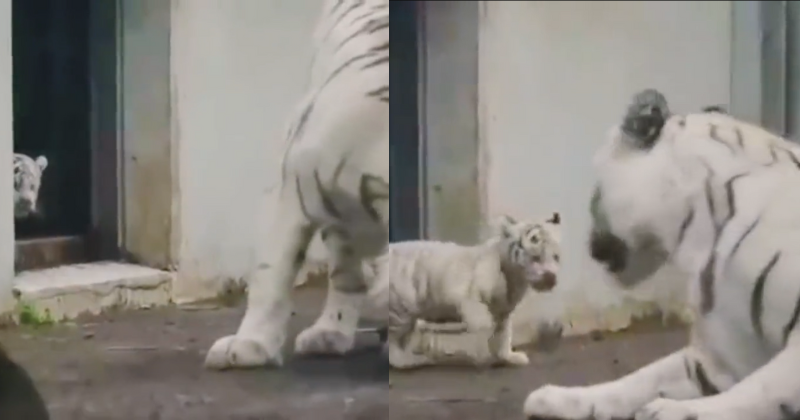 White Tiger Cub Tries To Scare Its Mom