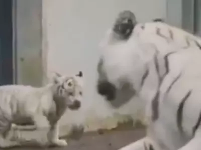 tiger cub 