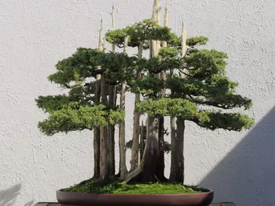 Goshin Bonsai Tree