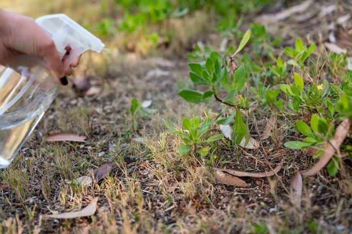 How to use Vinegar For plant