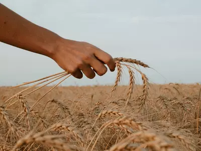 wheat production india