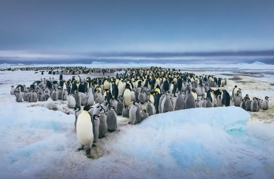 10000 emperor penguin chicks died in 2022 antarctica global warming