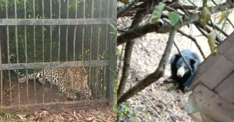 3 Leopards Caught & 2 Bear Sightings, Devotees Visiting Tirupati Face Unprecedented Wildlife Threat
