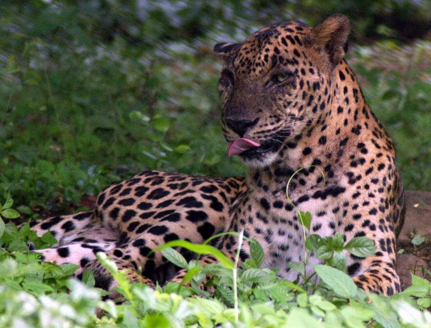 Increase In Leopard Population And Attacks Is Concerning But