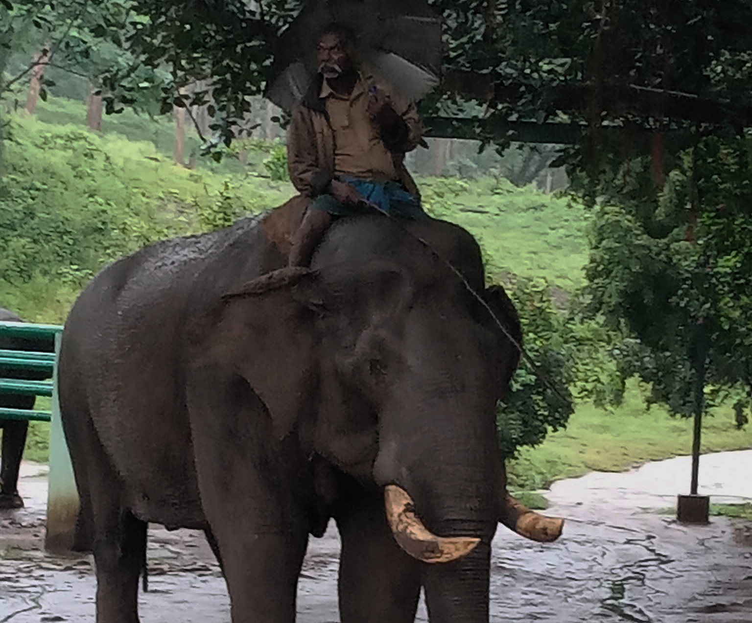 World Elephant Day: Anamalai Kaleem, Tamil Nadu