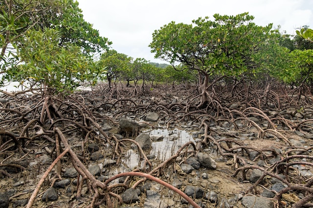 safeguarding-mangroves