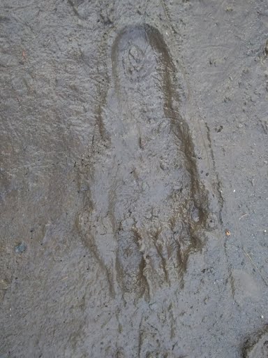 Alaska Wilderness Finds Barefoot Prints Of Bigfoot