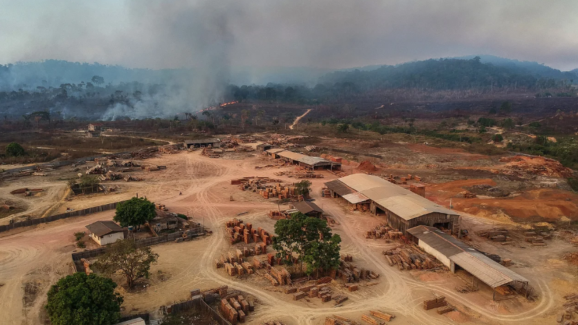 Amazon Deforestation Reaches New Low Brazil Reports 66% Drop In July