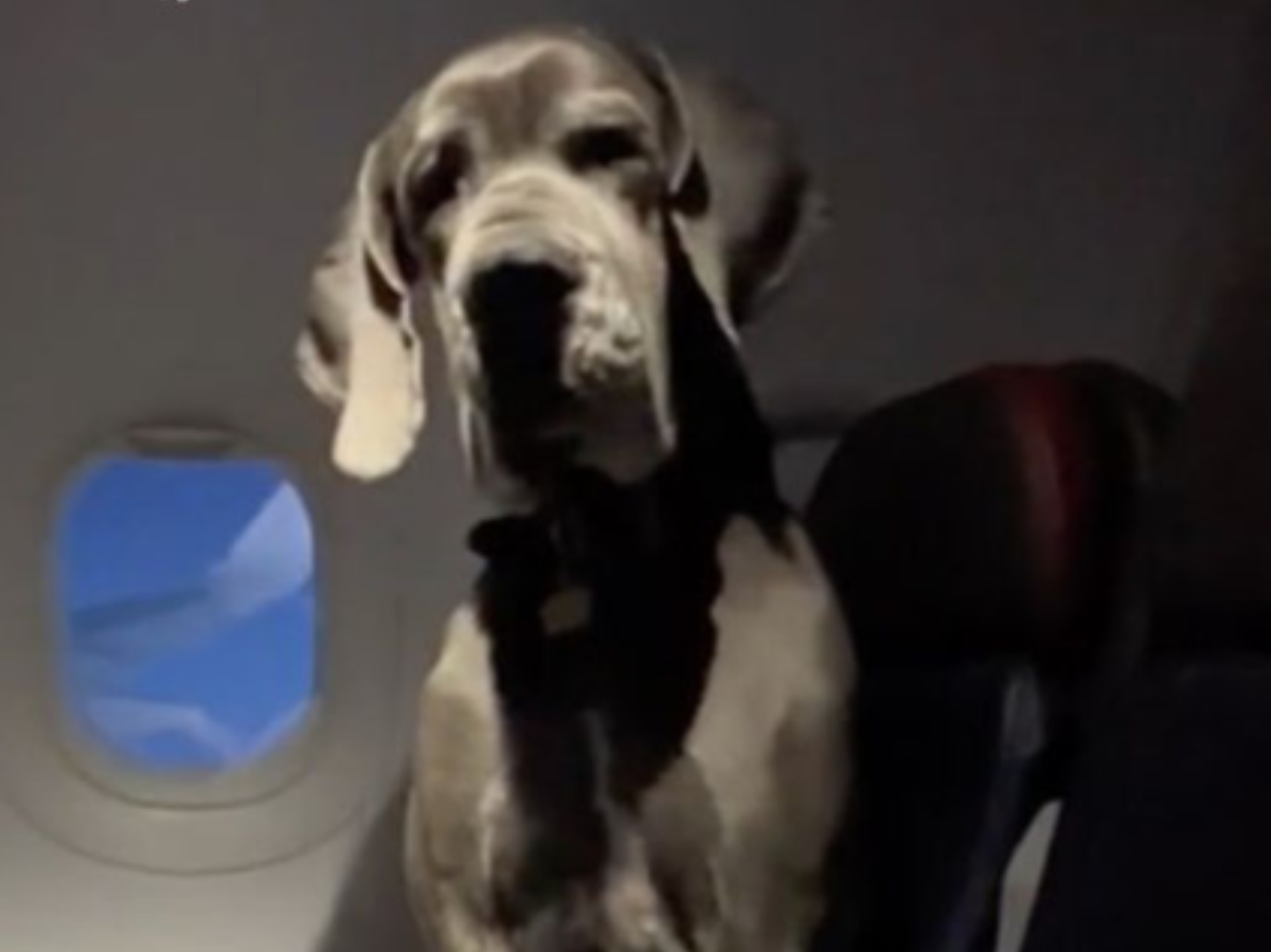 American Man Reserves Three Seats For 63 Kg Dog