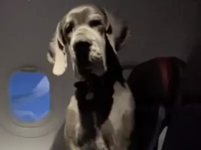 American Man Reserves Three Seats For 63 Kg Dog