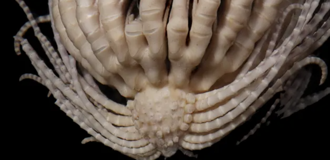 An Antarctic Creature With 20 Arms Has Just Been Discovered By Researchers