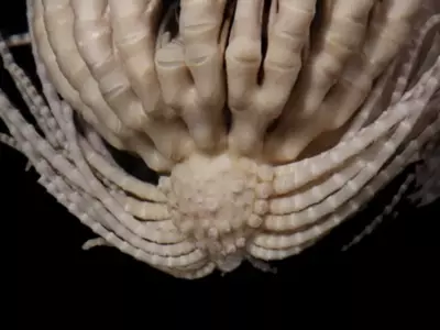An Antarctic Creature With 20 Arms Has Just Been Discovered By Researchers