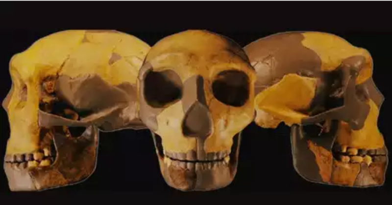 Ancient Skull Unearthed In China