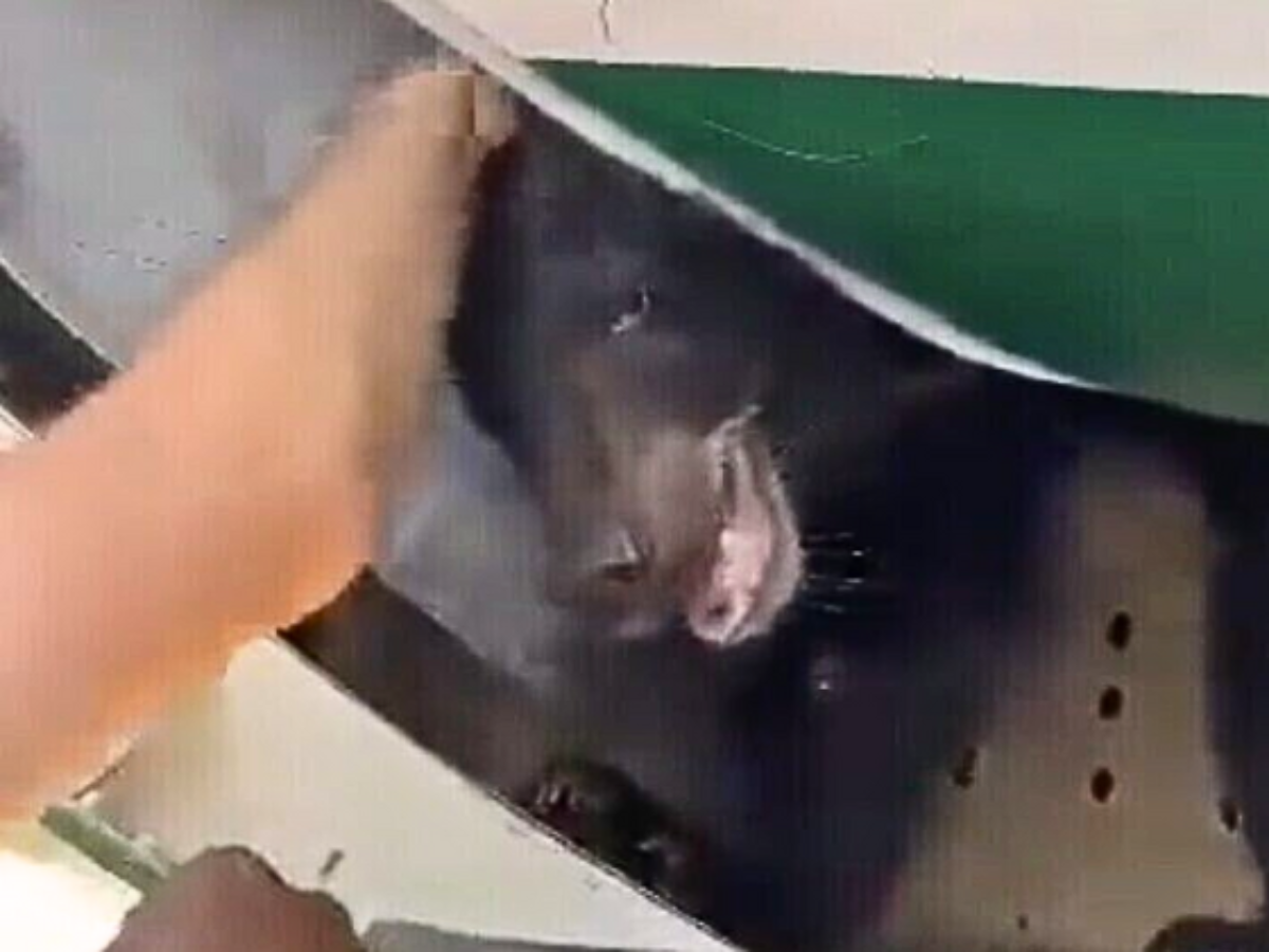 Bear Breaks Free In Cargo Hold