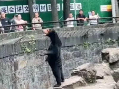 Bear Isn't A Human, Chinese Zoo Says