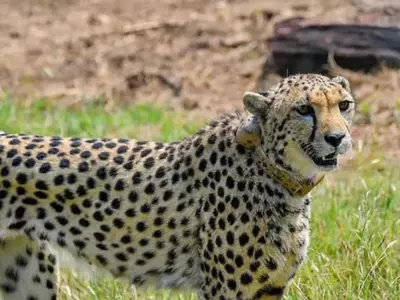One Year Of Cheetahs In India: No Deaths In Kuno Due To Radio Collars, Says Project Chief