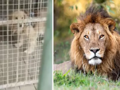 Chinese Zoo Pretends Golden Retriever As A Lion