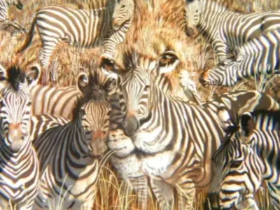 In This Optical Illusion Discover The Lion Hiding In A Herd Of Zebras In Just 10 Seconds