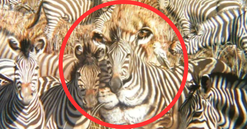 In This Optical Illusion Discover The Lion Hiding In A Herd Of Zebras In Just 10 Seconds