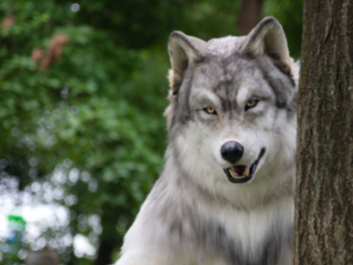 Japanese Man's Transforms Into A Wolf