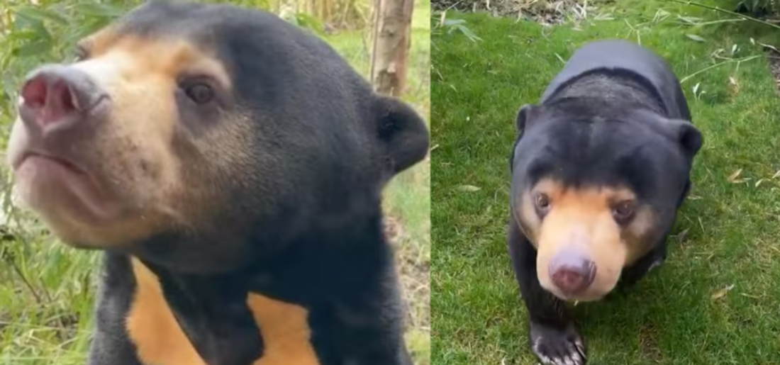 UK Zoo's Video Confirms Existence Of Sun Bears