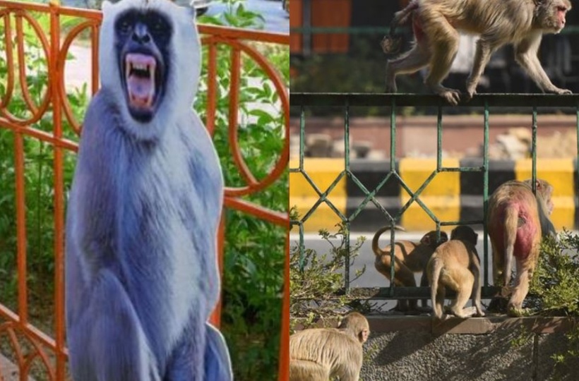 Monkey business: Delhi gets cutouts of langurs to ease menace