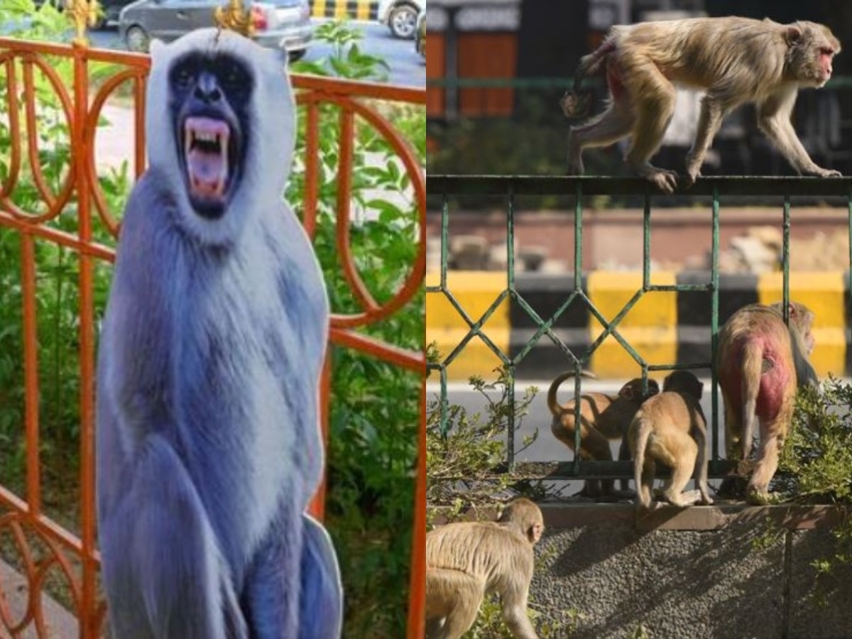 G20 summit's plan to scare off monkeys by mimicking their 'natural