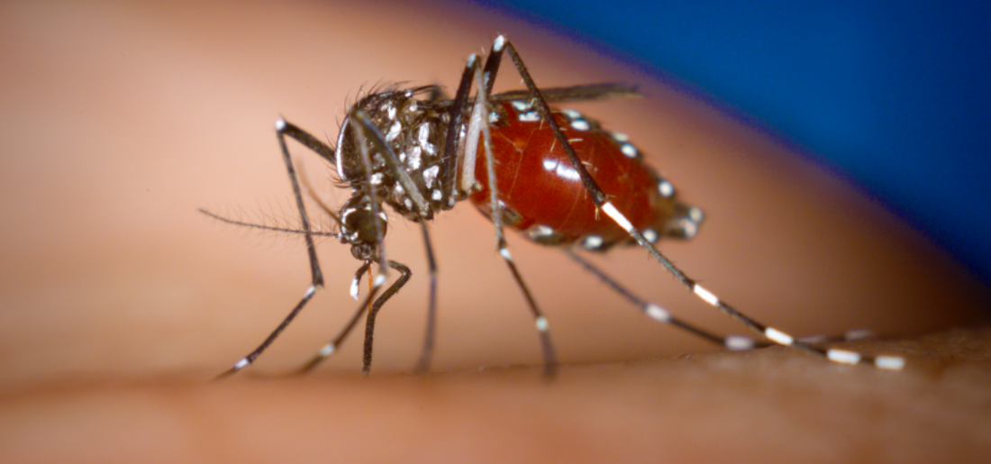 Counties In Florida On High Alert As Dengue Virus Sweeps Through