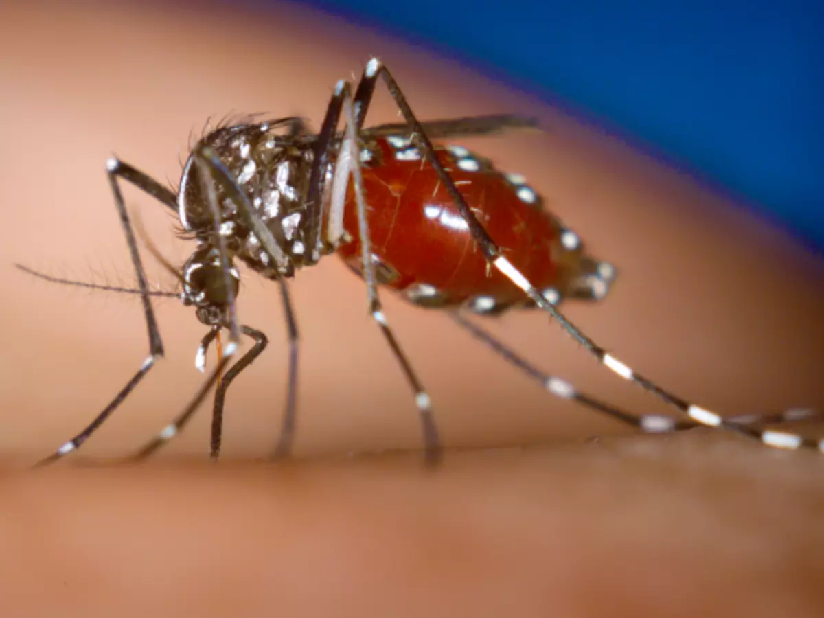 Officials On High Alert As Dengue Virus Sweeps Through Florida