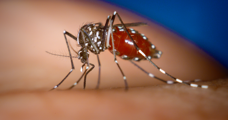 US+warned+as+dengue+cases+rise+worldwide+%E2%80%93+NBC+6+South+Florida