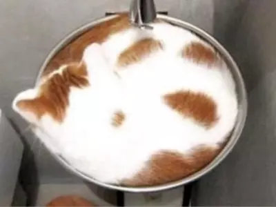 Optical Illusion What Do You See First, Cat Or Coffee 