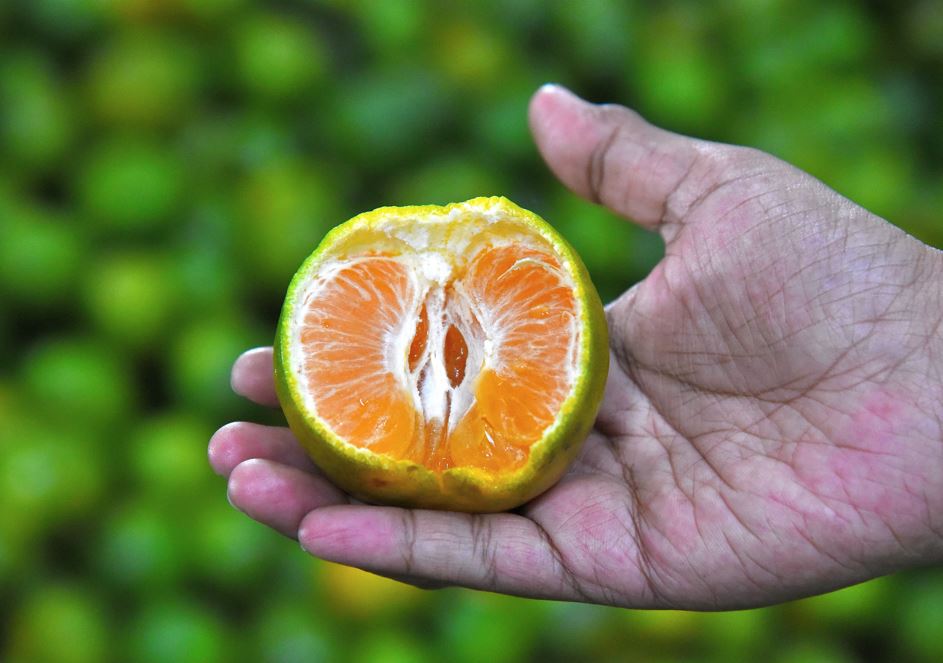Here Is The Impact Of Daily Orange Consumption On Your Body