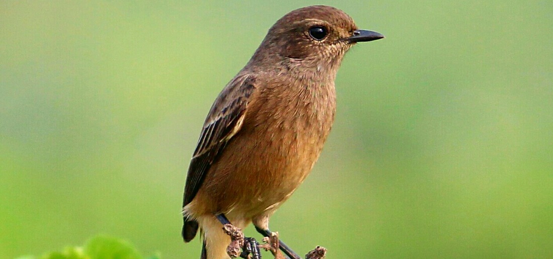 State of India’s Birds 2023: Conservation Of 178 Species Should Be ...