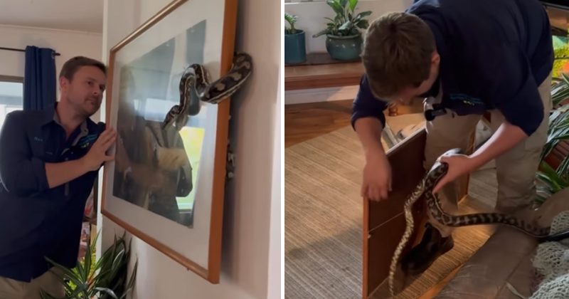 Woman Finds Python Hiding Behind Painting