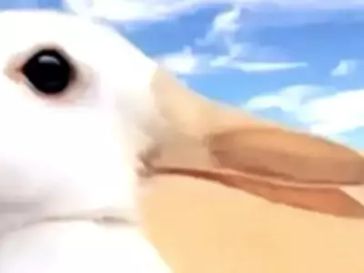 Rabbit Or Duck